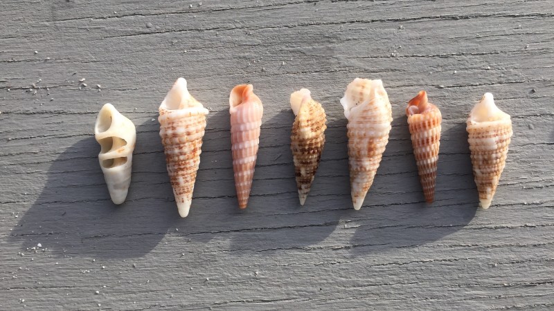 Expectations, Oedipus, and Sea Shells