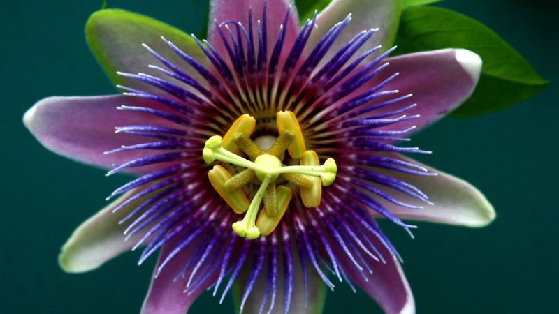 February is the Month of Passion