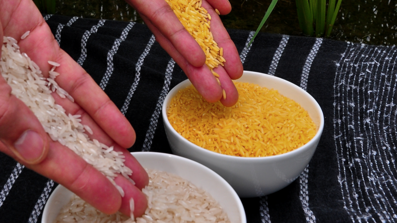 GMOs: Creative Innovation or Environmental Hazard? I Want to Know!