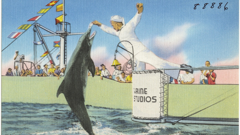 Expecting a Single Porpoise in Life