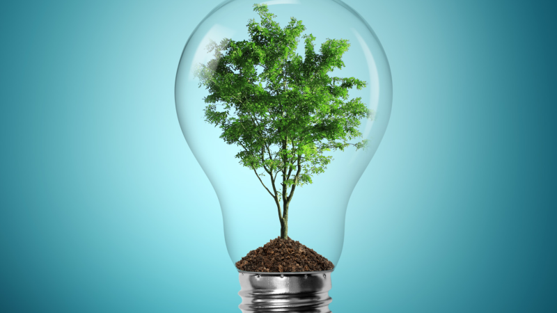 Plant a Tree and Save the Planet