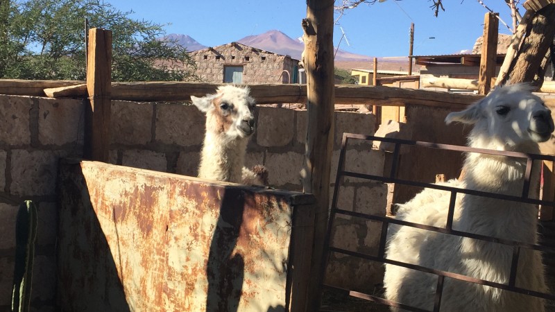 The Joy is in the Challenge