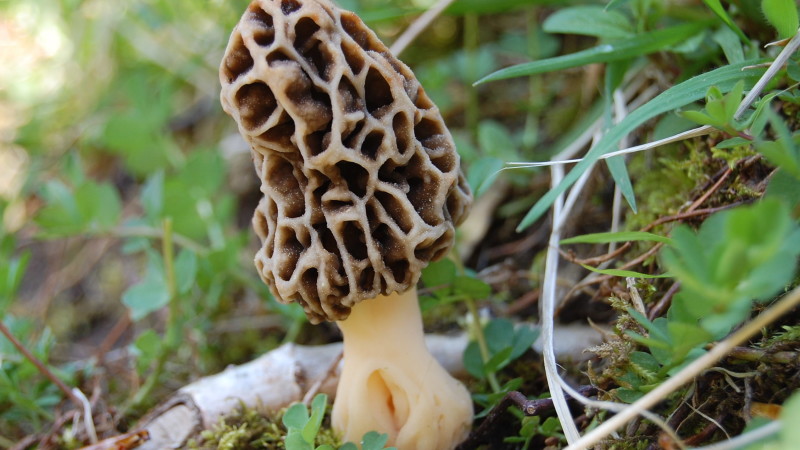 The Morel You Know