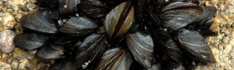 from: nathalie via flickr