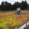 Interested in green roofs?