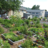 Volunteer at a School Garden through Growing Gardens