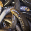 Traditional ecological knowledge and scientific understanding of Pacific Lamprey