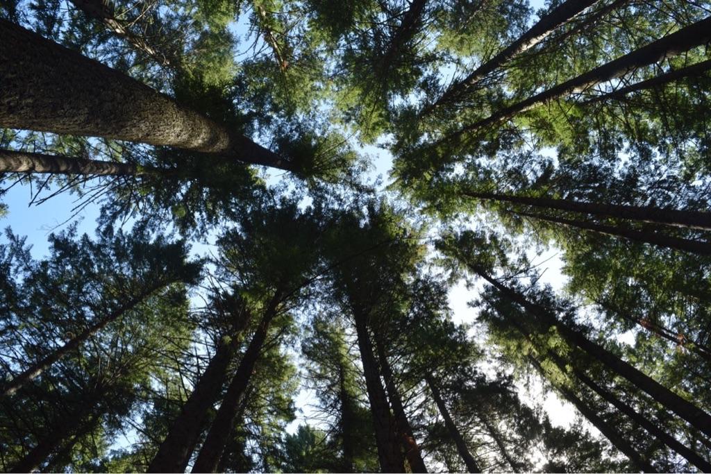 Climate Change in Portland: Voices from the Streets