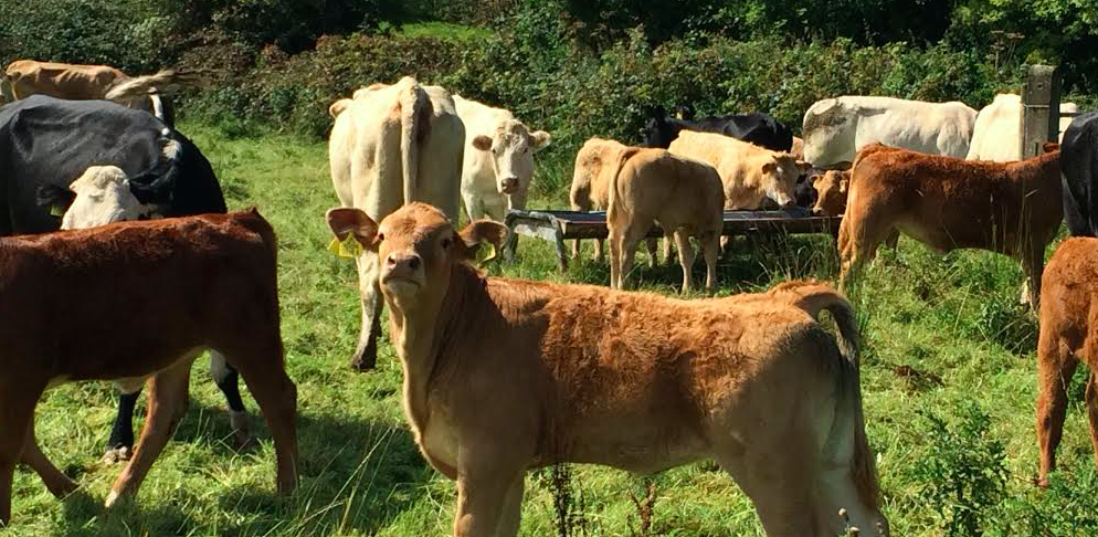 Mineral Nitrogen: Feeding the World