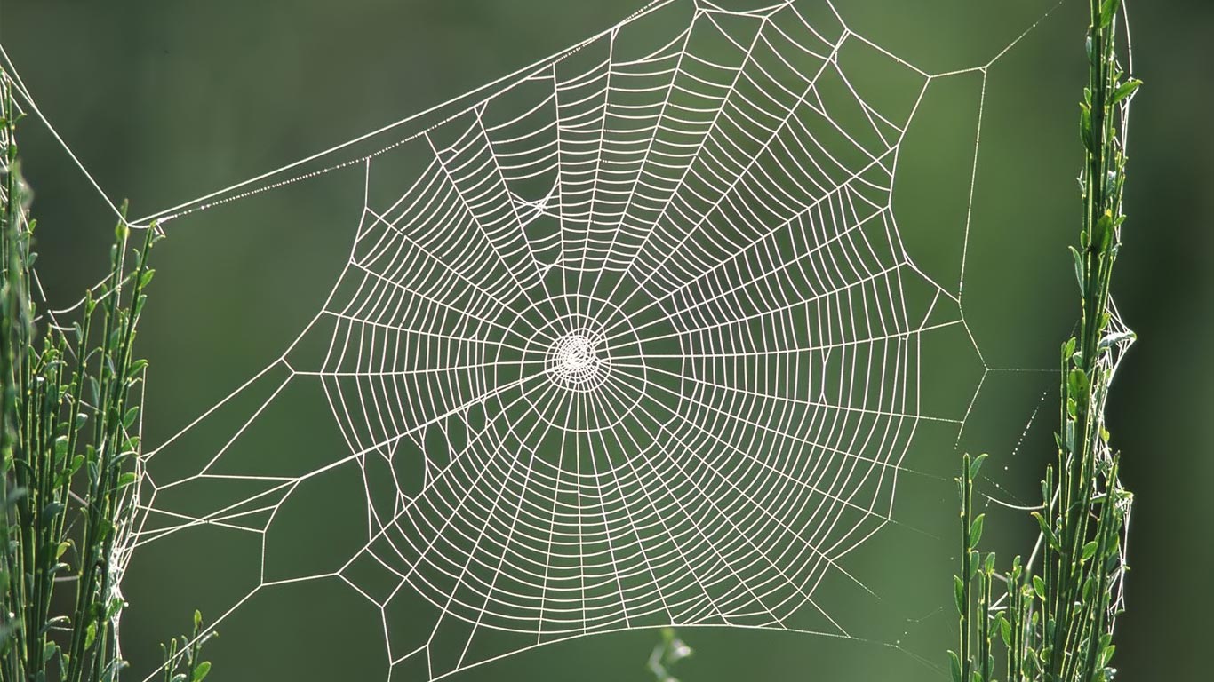 A Complex, but Beautiful Web