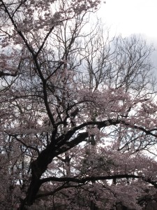Some early spring flowering of a plum tree in Takoma Park.