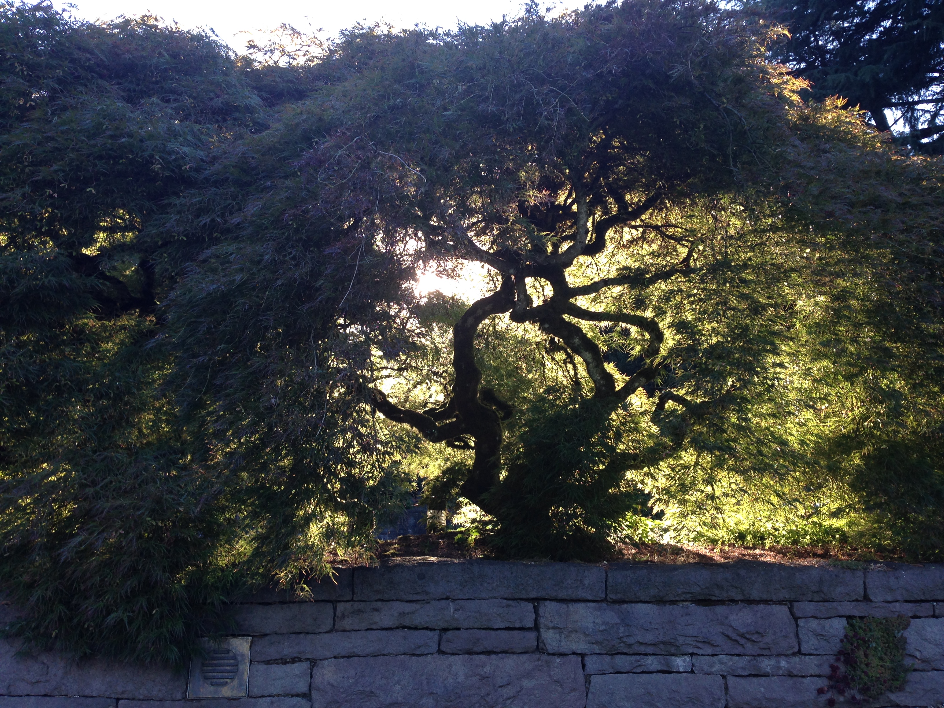 A Foray into Recent Journal Articles (Ecocriticism and ENV Behavior)