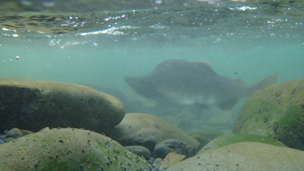 Wild Alaskan Salmon