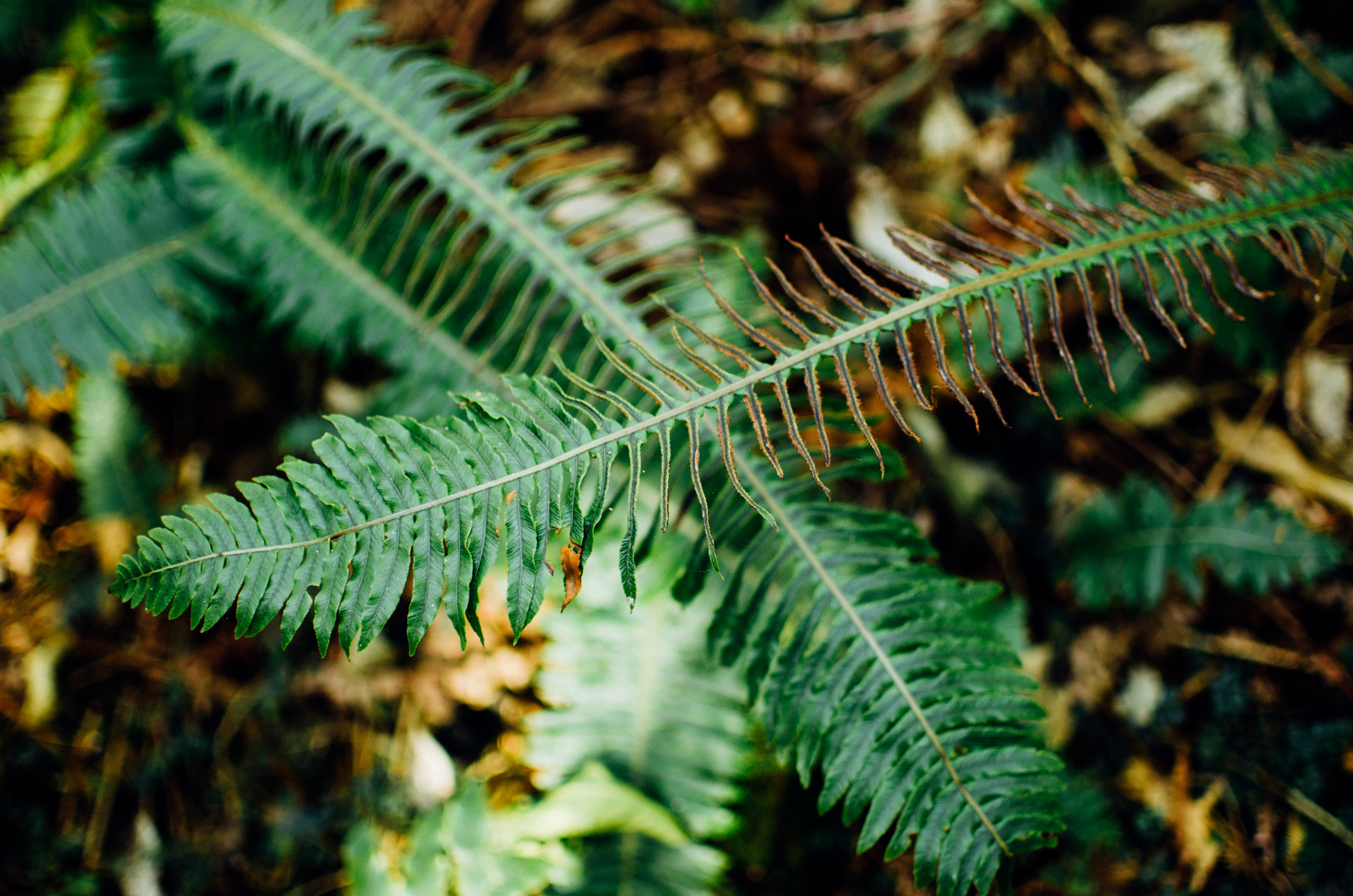 Sustainability and Outdoor Education Trip to Peel Forest