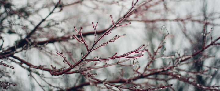 Bare Branches: A Brief Outline