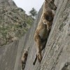 Mountain Goats Are Here to Save the World