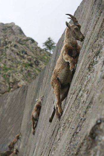 Mountain Goats Are Here to Save the World