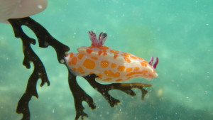 nudibranch
