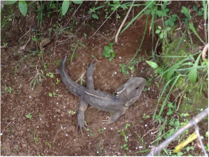 Screen Shot 2015-01-21 at 11.58.19 PM