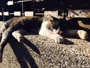 Stray cats are everywhere in the Gueliz neighborhood of Marrakech.