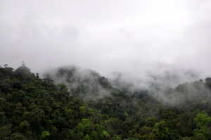 Mindo, el bosque nublado